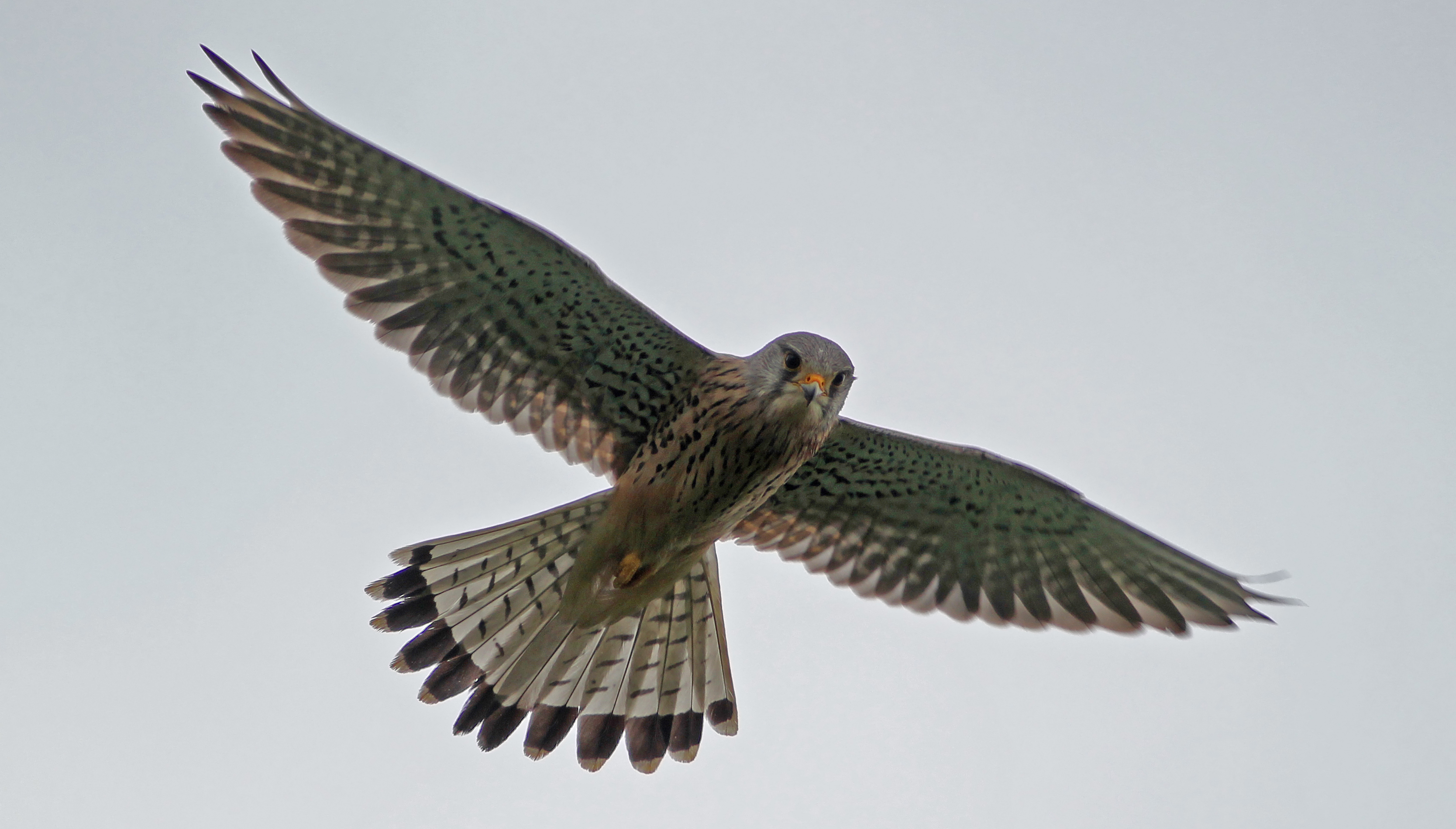 Exposition de photos et conférence sur les oiseaux à Girolles